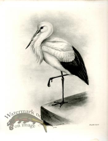 Bird 09     WHITE STORK